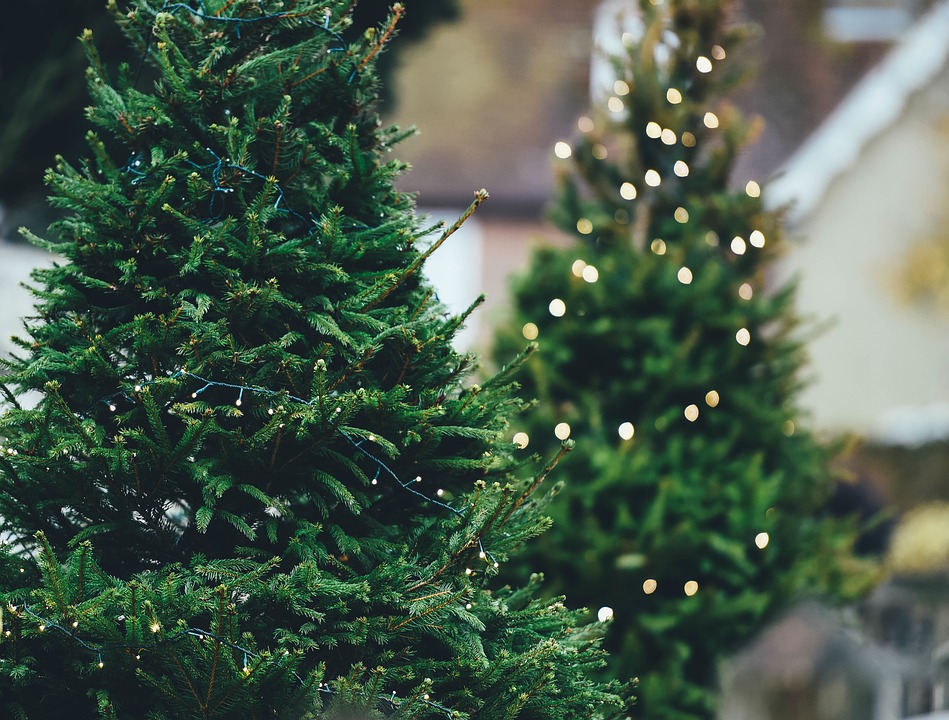 Fæld dit eget juletræ på Dyssegaarden